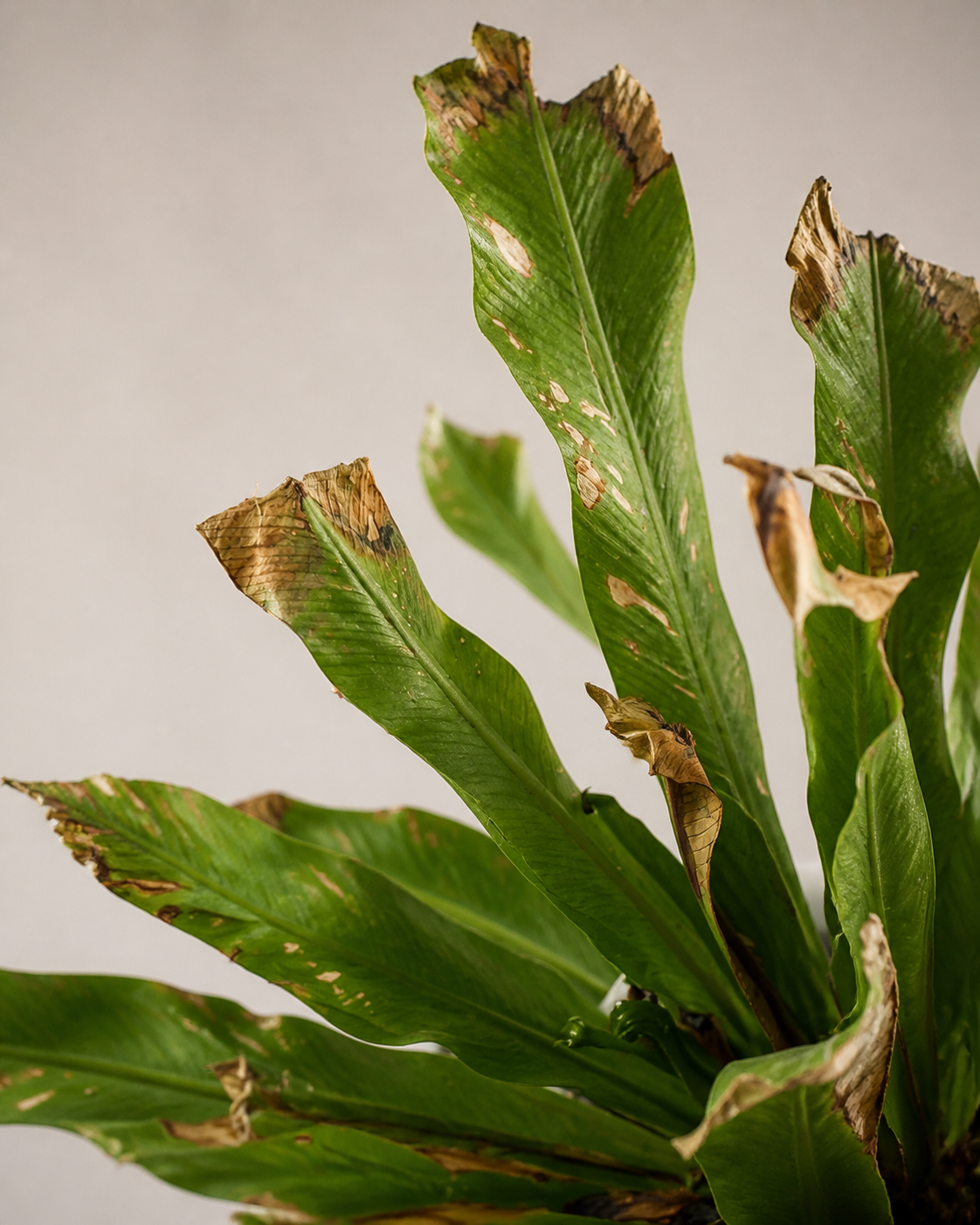 Asplenium nidus With Falling Fronds: A Gentle Warning