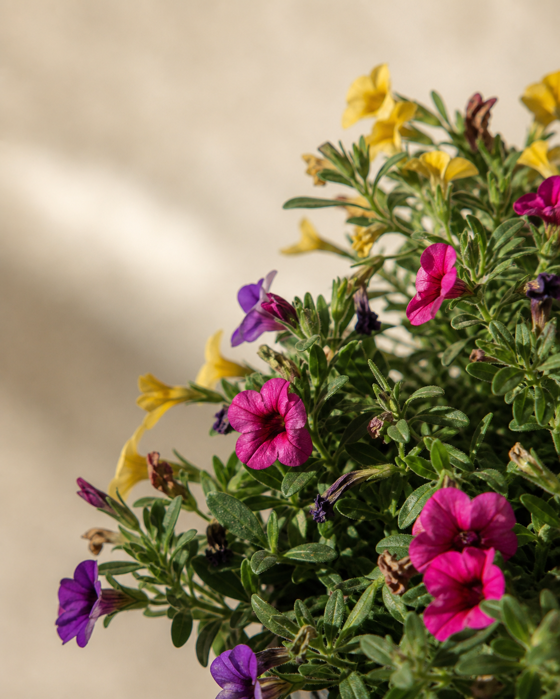 Calibrachoa × hybrida Leaves Losing Color and Vigor