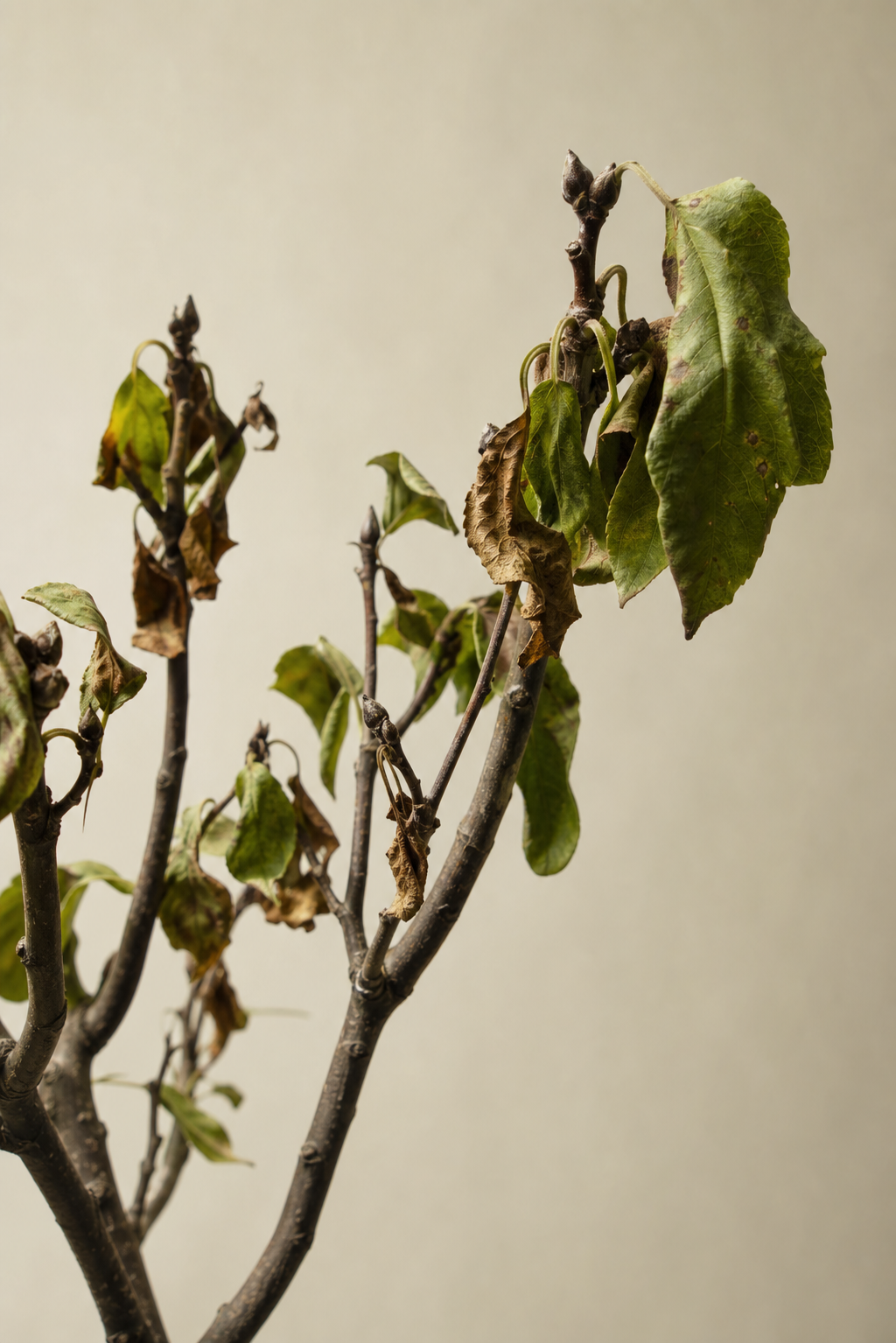 Catalpa bignonioides With Sudden Leaf Drop in Late Season