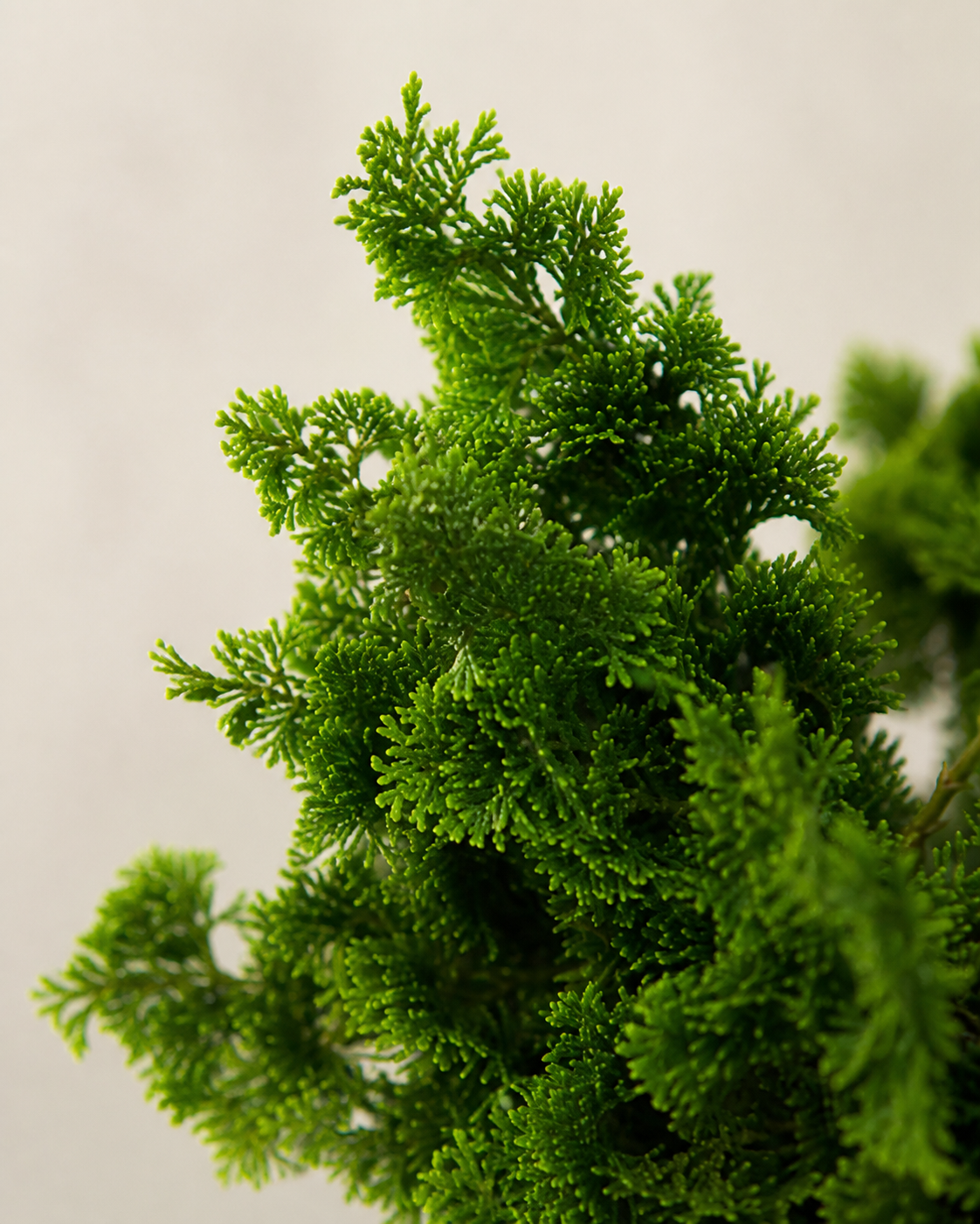 Chamaecyparis obtusa With Browning Foliage at the Tips