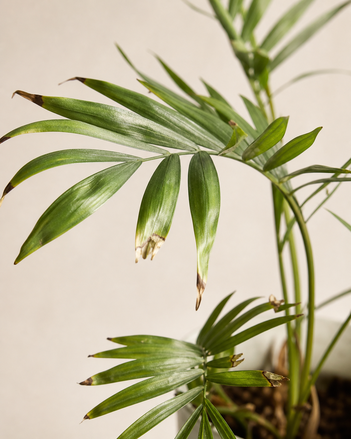 Chamaedorea elegans and the Mystery of Falling Fronds