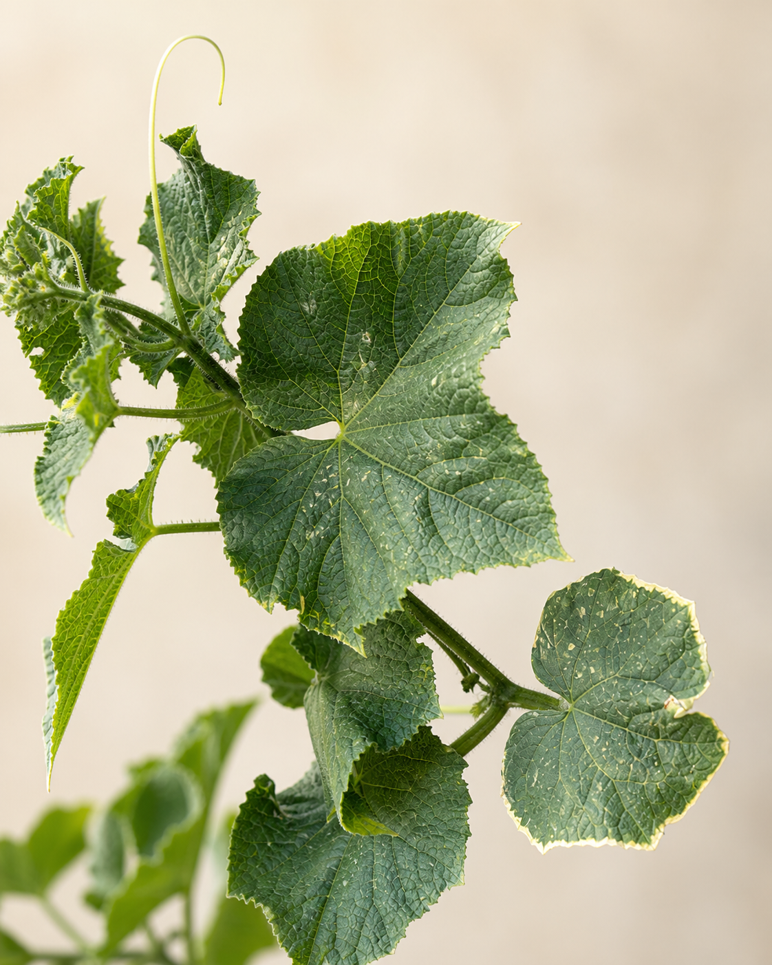 Cucumis sativus Leaves Showing Pest Stress in Midseason