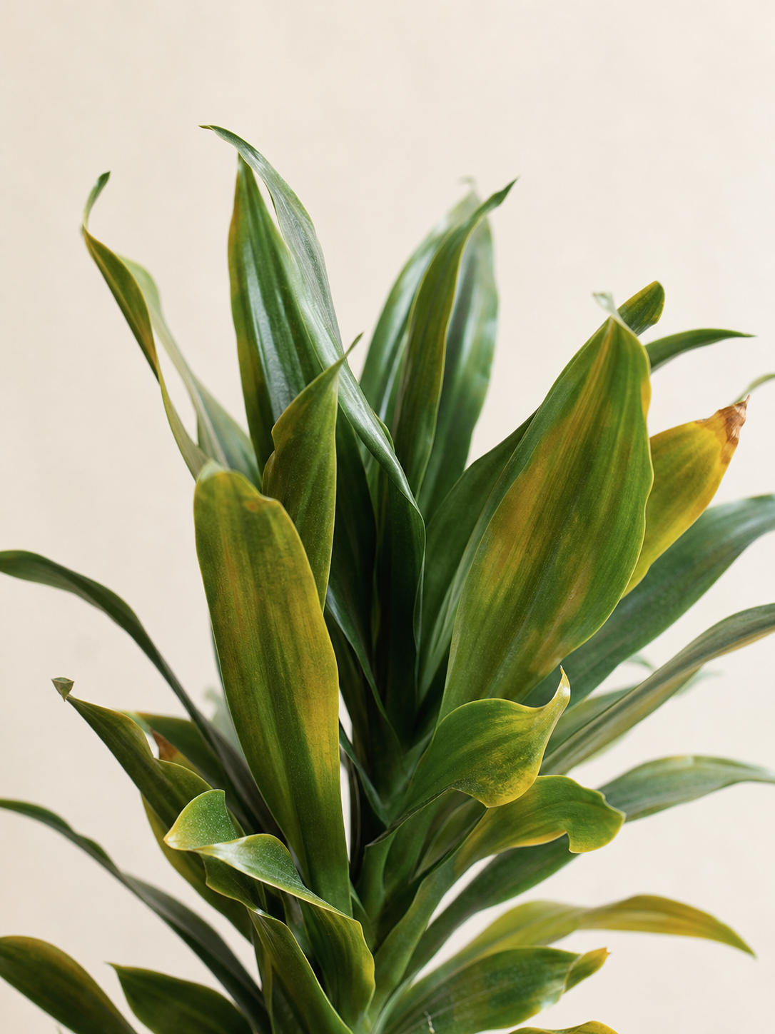 Why Your Dracaena fragrans Is Shedding Healthy-Looking Leaves