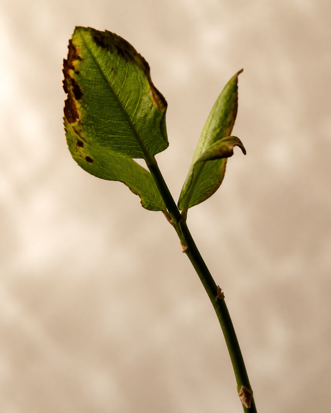 Dracaena sanderiana With Yellowing Leaves at a Tipping Point