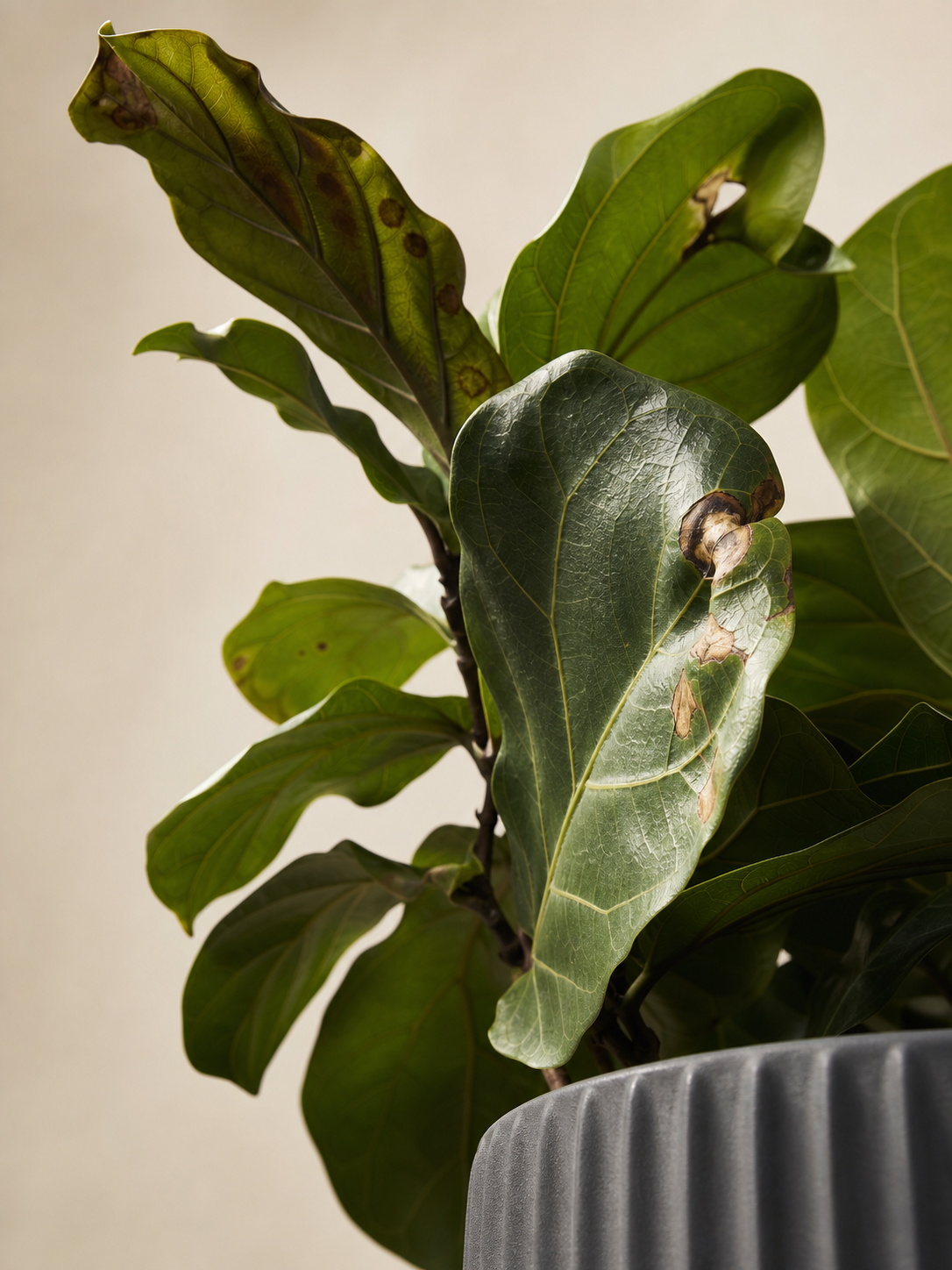 Ficus lyrata Leaves Losing Color and Balance Indoors