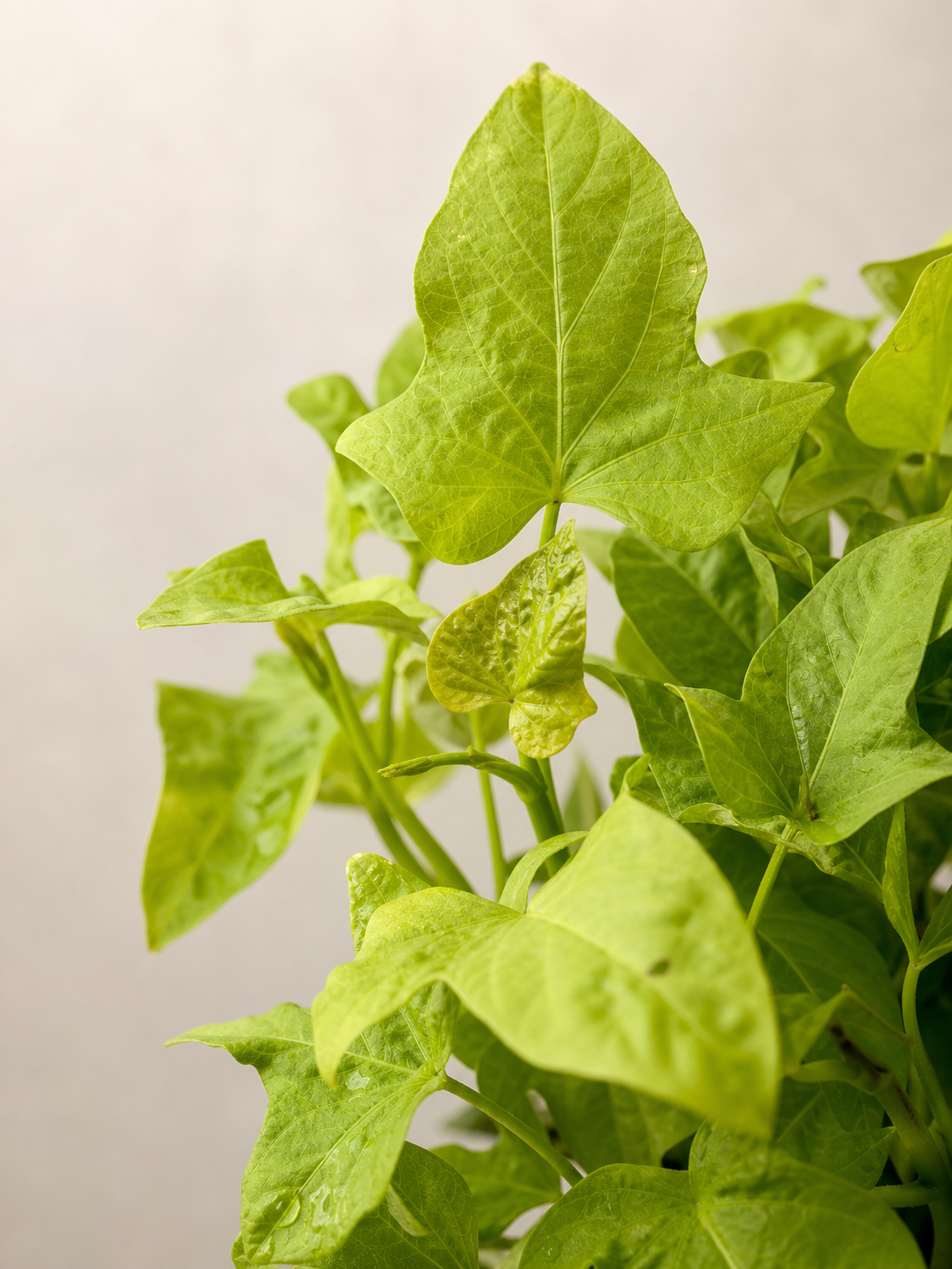 Ipomoea batatas Leaves Fading After a Heavy Feed