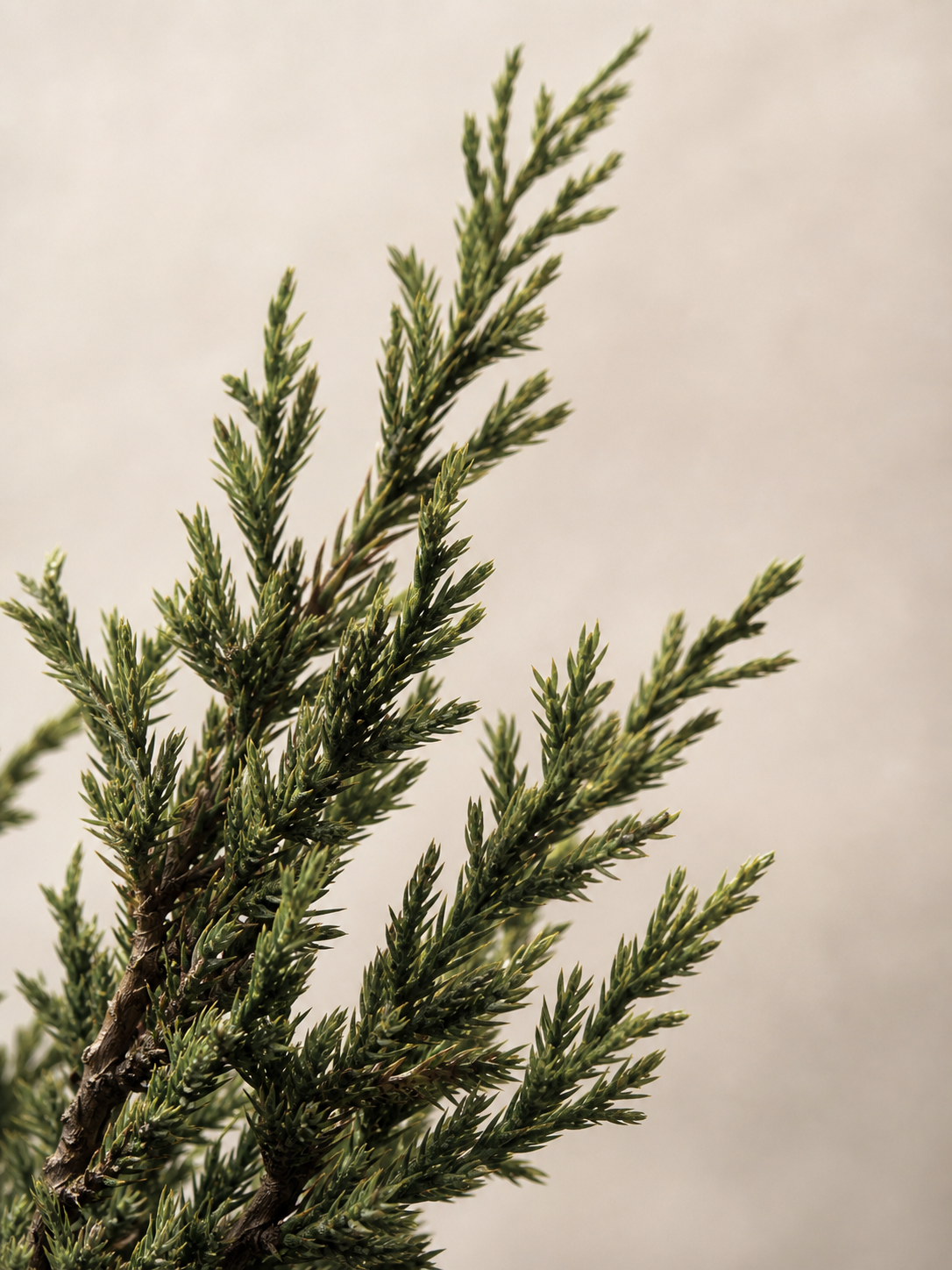 Juniperus horizontalis in Peak Form, Calm and Flourishing