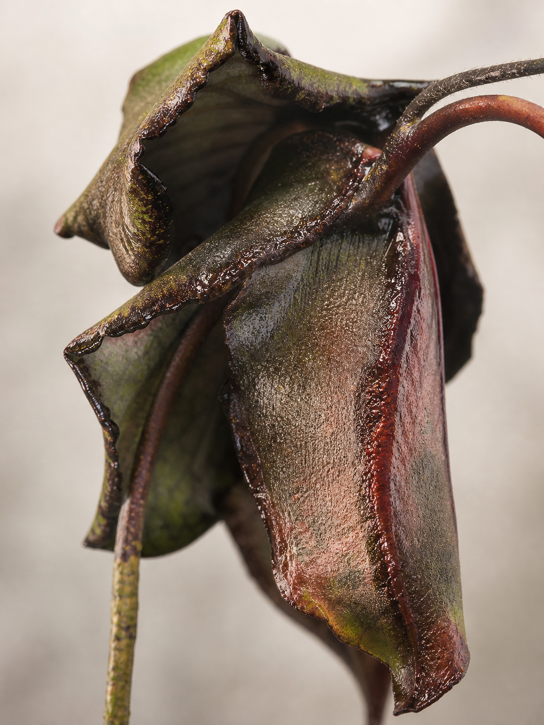 Nepenthes rajah in Superb Form, Calm and Vigorously Growing