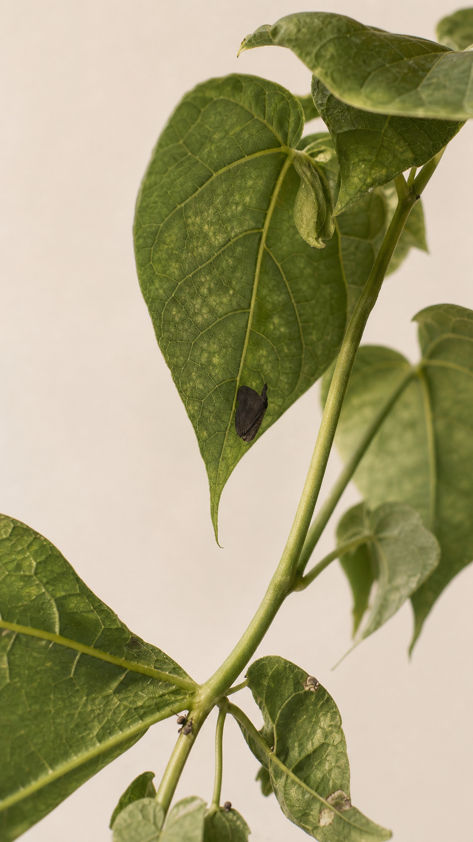 Paulownia tomentosa Leaves Showing Bug Damage in Summer