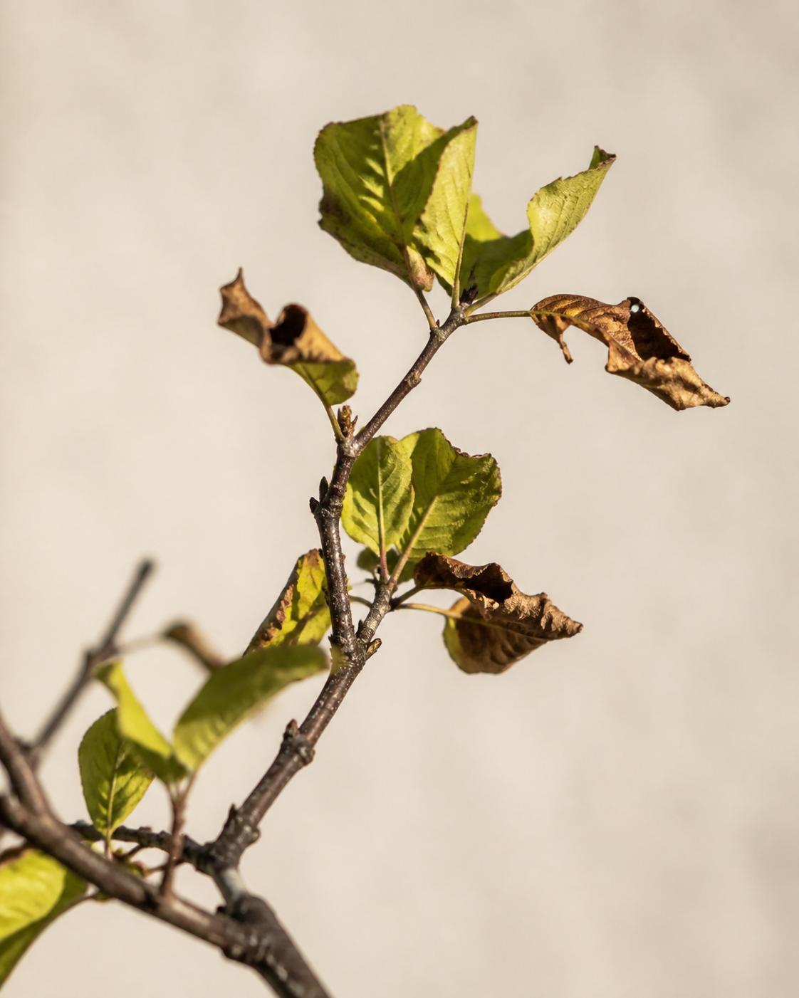 Paulownia tomentosa With Sudden Leaf Drop in Summer