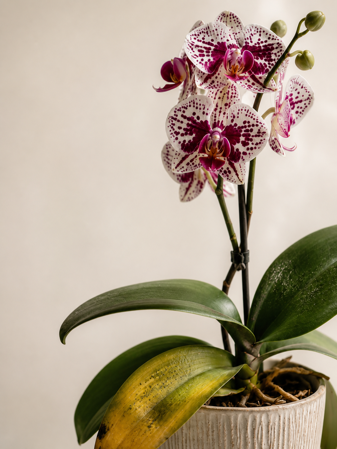 Phalaenopsis equestris Leaves Showing Clear Signs of Moderate Stress