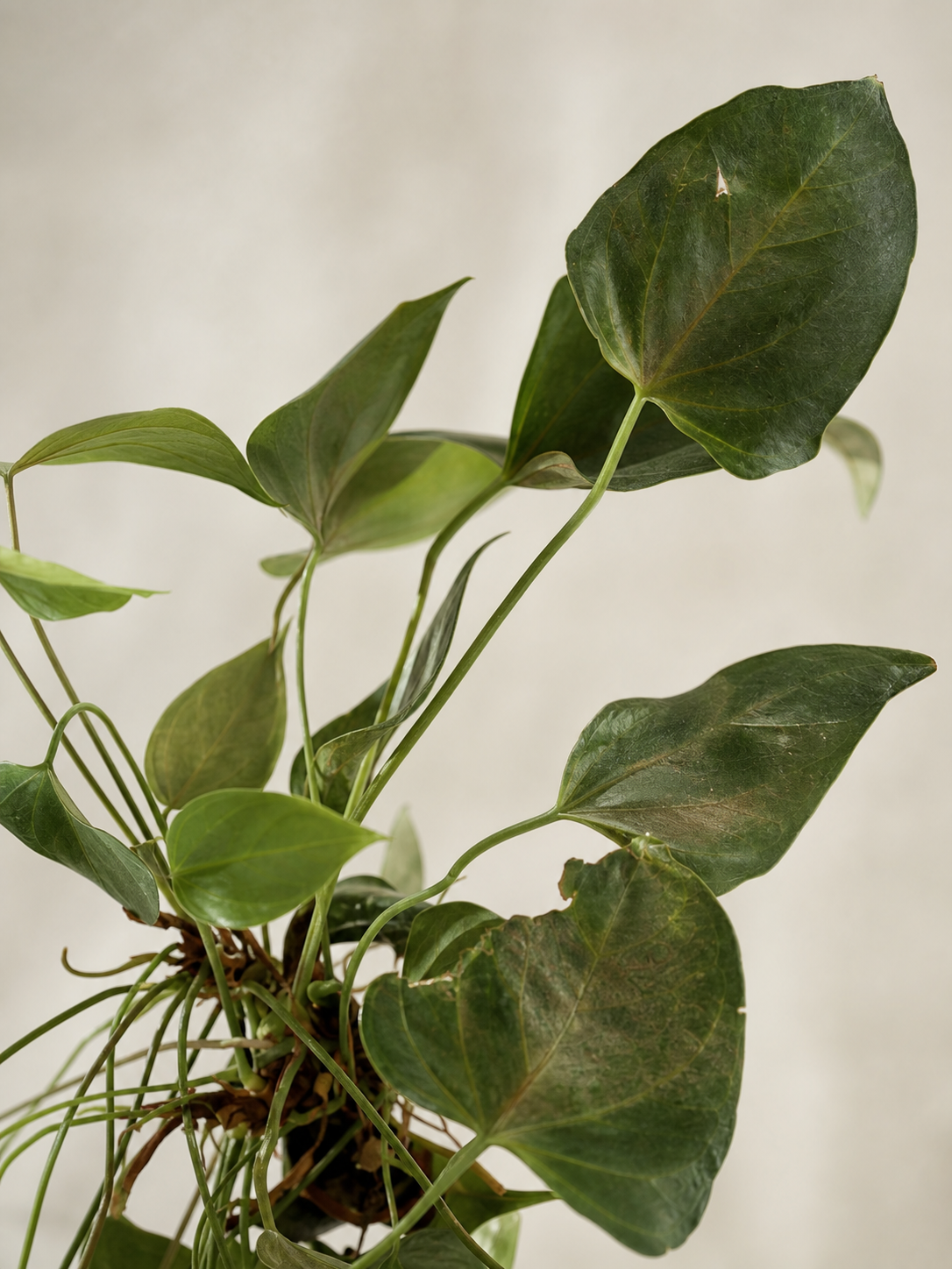 Philodendron hederaceum Leaves Fading After Too Much Sun