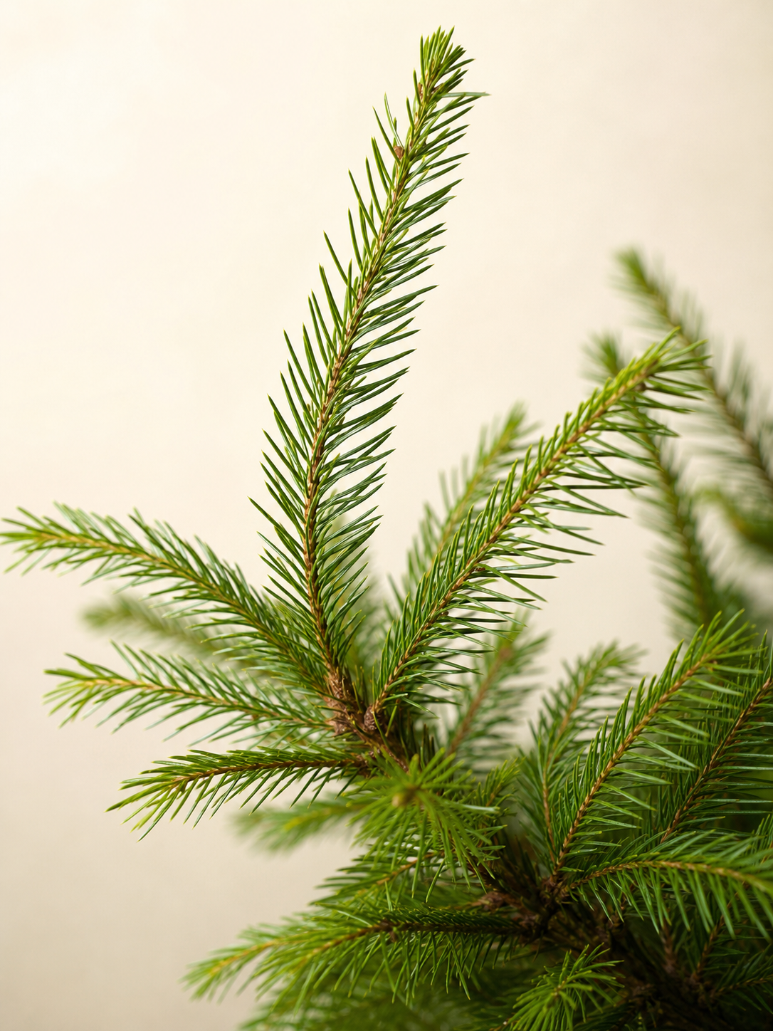 Picea abies in Fine Form, Fresh and Flourishing