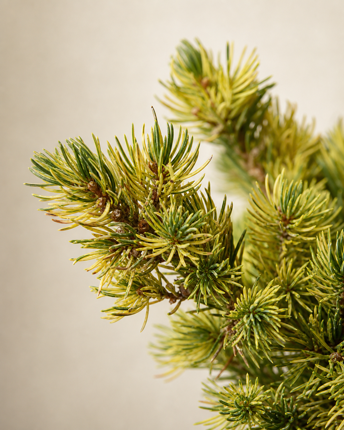 Picea glauca With Browning Needles From Fertilizer Stress