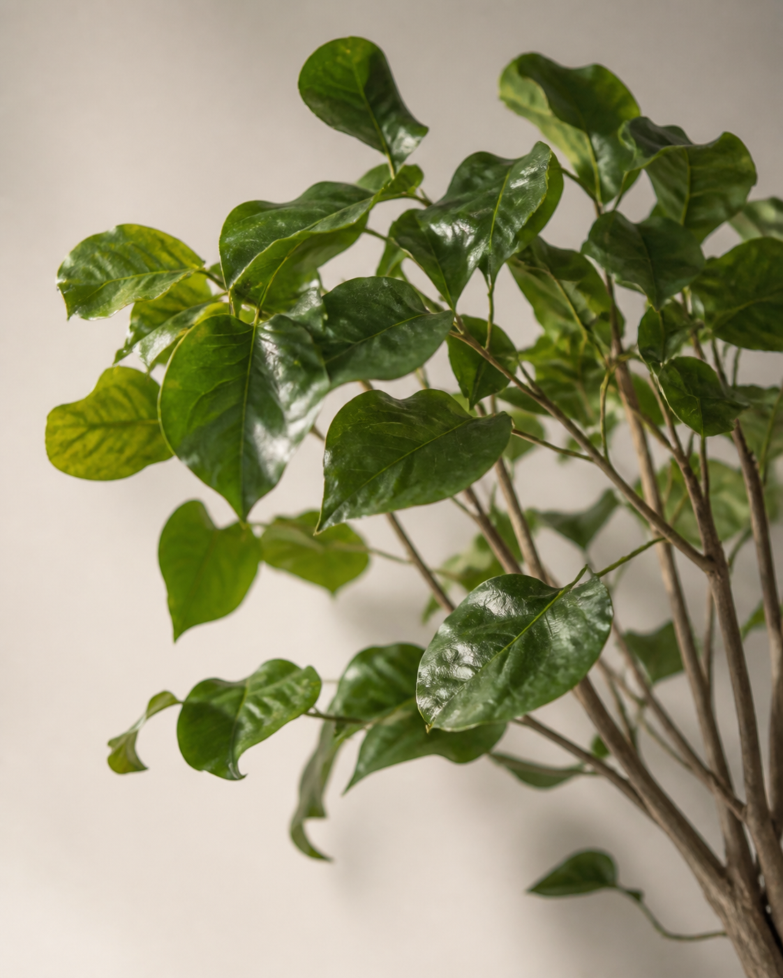 Polyscias scutellaria and the Quiet Story of Leaf Drop