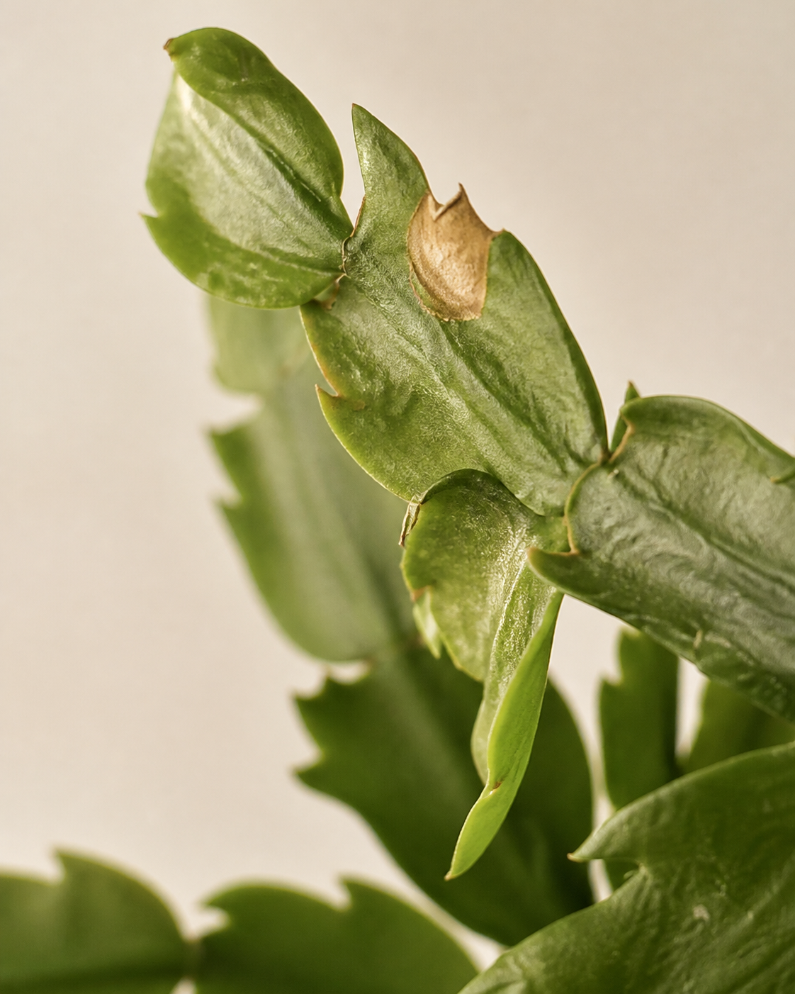 Schlumbergera truncata Dropping Segments and Buds After Indoor Stress
