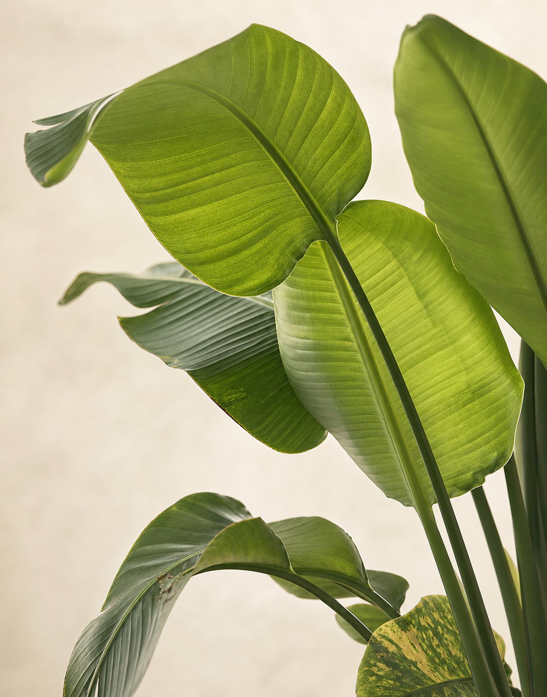 Strelitzia nicolai in Superb Form and Growing Gracefully